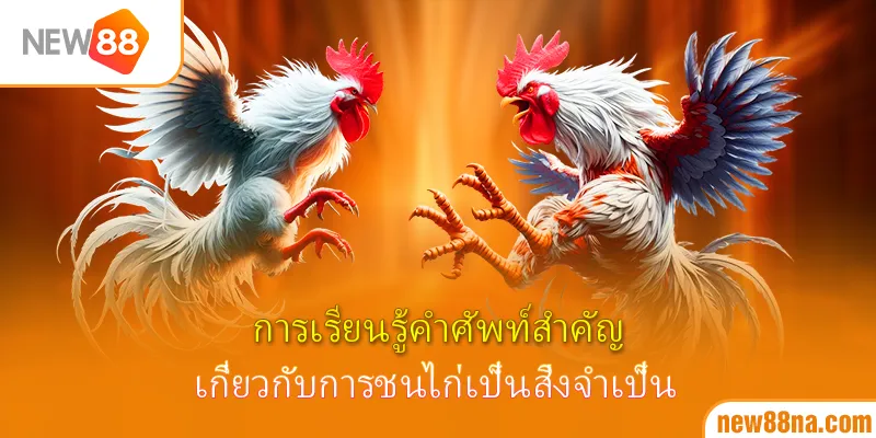 การเรียนรู้คำศัพท์สำคัญเกี่ยวกับการชนไก่เป็นสิ่งจำเป็น